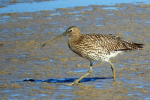 Zarapito real, Numenius arquata, Eurasian curlew.